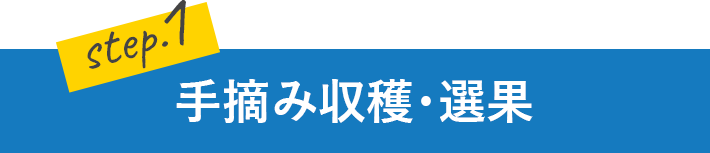 手摘み収穫・選果